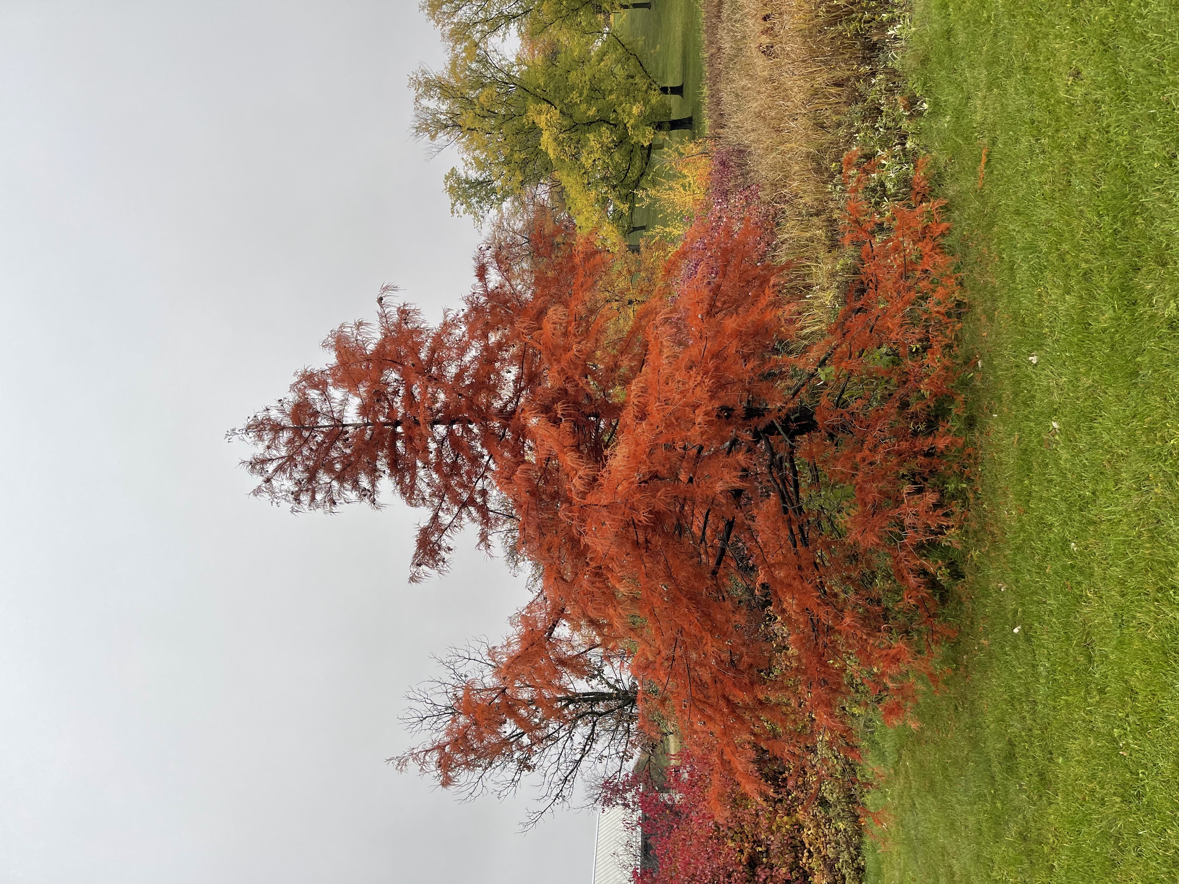<p>Leaves like teeth of a comb - Scientific name</p>