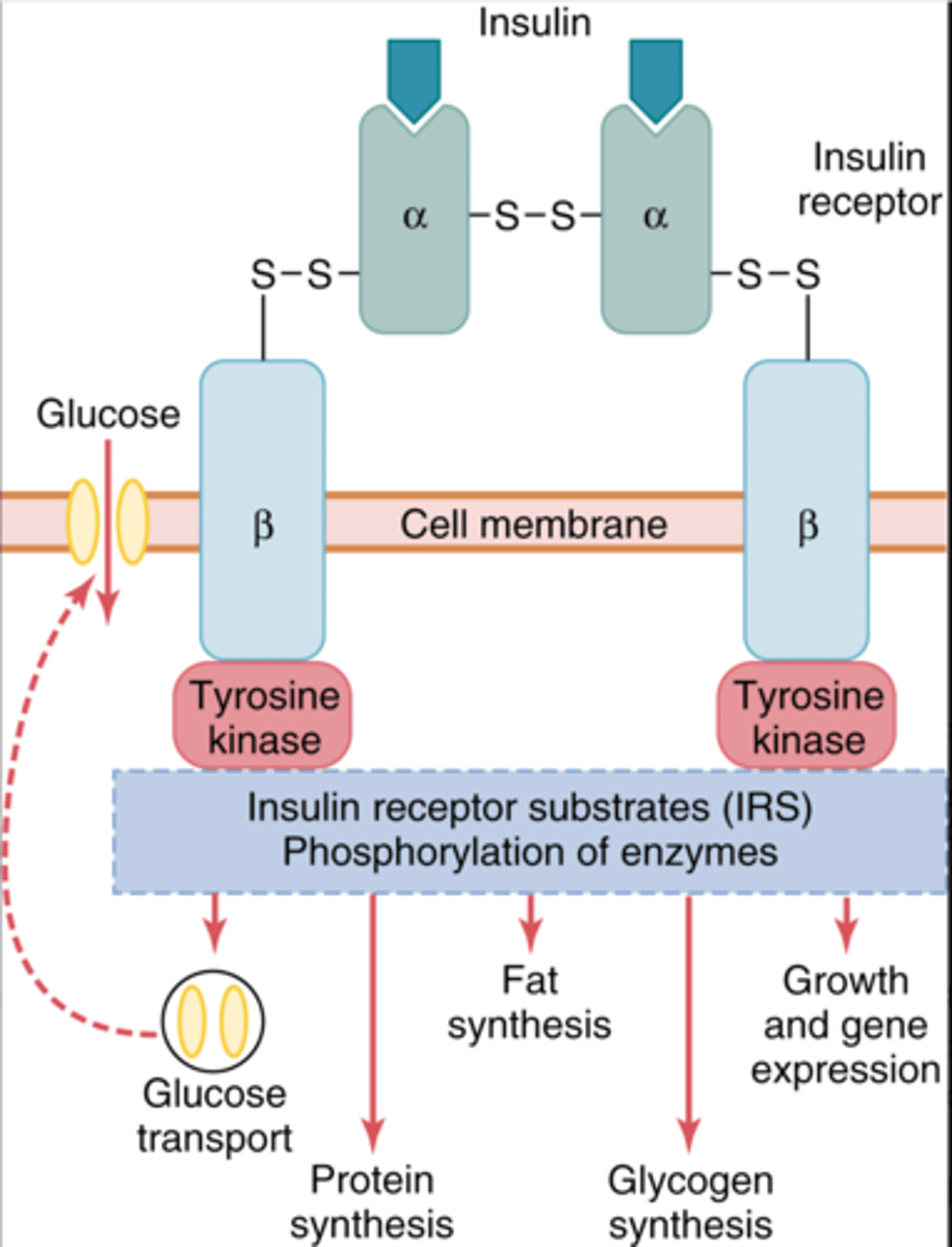 <p>Det er en enzym linked receptor som består af fire subunits.</p><p>To alfa subunits der ligger udenfor cellen og to beta subunits der penentrere membranen og går ind i cytoplasmaet.</p>
