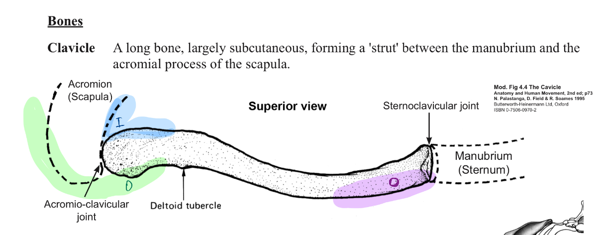 <p>What part of the clavicle is most prone to fracture?</p>
