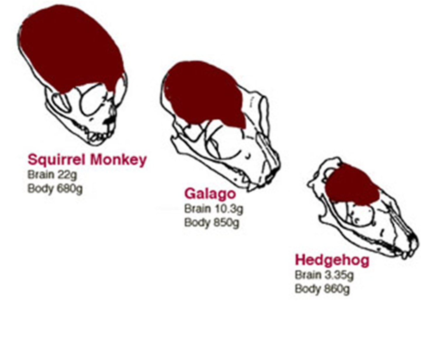 <p>similar structures that related species have inherited from a common ancestor</p>