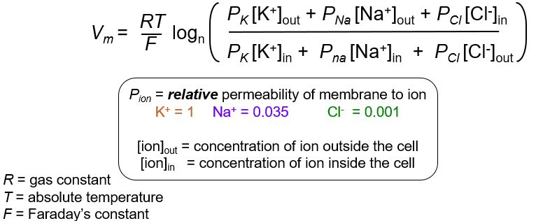 <p>Using the Goldman Equation</p>