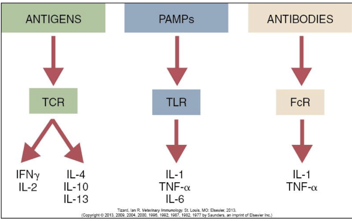 <ol><li><p><strong>Antigens</strong> bind to their receptors on T &amp; B cells</p></li><li><p>Pathogen-associated molecular patterns (<strong>PAMPs</strong>) bind to TLR</p></li><li><p><strong>Antibodies</strong> bind to F<sub>c</sub> receptors (F<sub>c</sub>R)</p></li></ol><p></p>
