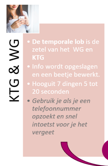 <p><strong>Tijdelijke opslagplaats</strong> van<strong> taak-relevante informatie</strong> in de&nbsp;hersenen. Het speelt vooral een rol bij <strong>actieve denkprocessen.</strong></p><ul><li><p>Het kan verschillende vormen aannemen, zoals <strong>activatie van oude herinneringen</strong> (een beeld van een vroegere vakantie) of het <strong>vasthouden van meer recente gebeurtenissen</strong>, zoals het onthouden van een nieuw telefoonnummer.</p></li><li><p><u>Ook kan het betrekking hebben op bewerkingen die worden toegepast op de inhoud van het geheugen</u> (denk aan het maken van rekensommen) of het <strong>sturen </strong>van ons <strong>actuele gedrag in complexe situaties</strong> (bijvoorbeeld: ik moet rechts afslaan na het derde stoplicht).</p></li><li><p>Capaciteit: ongeveer <strong>7 dingen </strong>voor ongeveer&nbsp;<strong>5 tot 20 sec</strong>.</p></li><li><p><span>Volgens <strong>het werkgeheugenmodel </strong>(Baddeley en Hitch) bestaat het werkgeheugen uit een <strong>centrale uitvoerder </strong>en <strong>twee slaafsystemen</strong> waar <strong>info tijdelijk </strong>kan <strong>vastgehouden </strong>worden.</span></p></li></ul><ul><li><p>Het eerste <strong>slaafsysteem </strong>is het<span> <strong>visuospatieel werkblad</strong></span>&nbsp; en dat zorgt vooral voor het <strong>vasthouden</strong> van <strong>visuele en spatiële </strong>(<em>beeld en ruimte</em>) <strong>informatie </strong>en staat <strong>sterk </strong>in <strong>verbinding </strong>met de <strong>rechter hemisfeeer.</strong></p><ul><li><p>Vb. het helpt ons om beelden in ons hoofd te houden en te bewerken. Stel dat je de weg vraagt aan iemand naar de Korenmarkt, dan gebruik je je visuospatieel werkblad om je deze route voor te stellen in je hoofd. Deze voors<span>telling kan je nadien gebruiken om je weg te vinden.&nbsp;</span></p></li></ul></li><li><p>Het tweede <strong>slaafsysteem </strong>is <span>de <strong>articulatorische lus</strong>&nbsp;</span>en zorgt vooral voor het <strong>vasthouden van fonetische</strong><em> (klanken</em>) <strong>informatie </strong>door middel van <strong>articulatorische herhaling</strong> vasthouden.&nbsp;</p><ul><li><p>Vb. Articulatorische herhaling is het in gedachten herhalen van info zodat je het niet vergeet. &nbsp;Je wil de fiets van een vriend gebruiken en je vraagt naar de code van diens fietsslot. Dan herhaal je het nummer stilletjes tegen jezelf: 0476 .. 0476 ... 0476 ...&nbsp; &nbsp;Zolang je het herhaalt blijft de info beschikbaar in dit systeem.&nbsp;</p></li></ul></li><li><p><span>De <strong>uitvoerder</strong></span><strong> </strong>heeft een<strong> selecterende, coördinerende en aandachtscontrolerende taak</strong> en <span><strong>staat sterk in verbinding met de frontale cortex.</strong></span><strong> </strong>Het bepaalt dus waar we aandacht aan spenderen.</p></li></ul><p></p>
