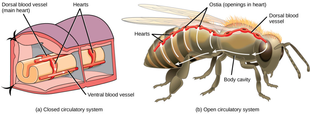 <p>invertebrates; tubular heart pumps blood to sinuses, body tissues, and then back to heart.</p>