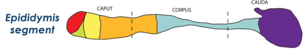 caput:

* removal of abnormal spermatozoa
* membrane modification

corpus:

* sperm gain motility

cauda: 

* gain fertilization (capacitation ability)
* long term storage

\*cauda → primary site for sperm reserves