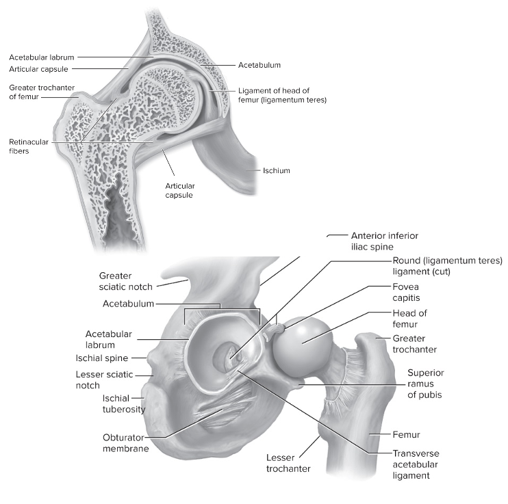 Ball and socket joint 

Head of femur (ball) with acetabulum (socket) of pelvic girdle 