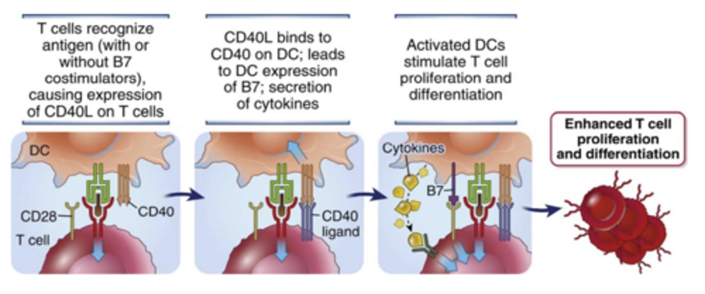 <p>- <strong><span class="bgP">TNFR superfamily</span></strong></p><p>- B cells, macrophages, and DCs</p><p>(not the ligand)</p>