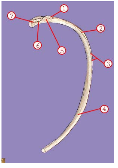 <p><span>Name structure 7</span></p>