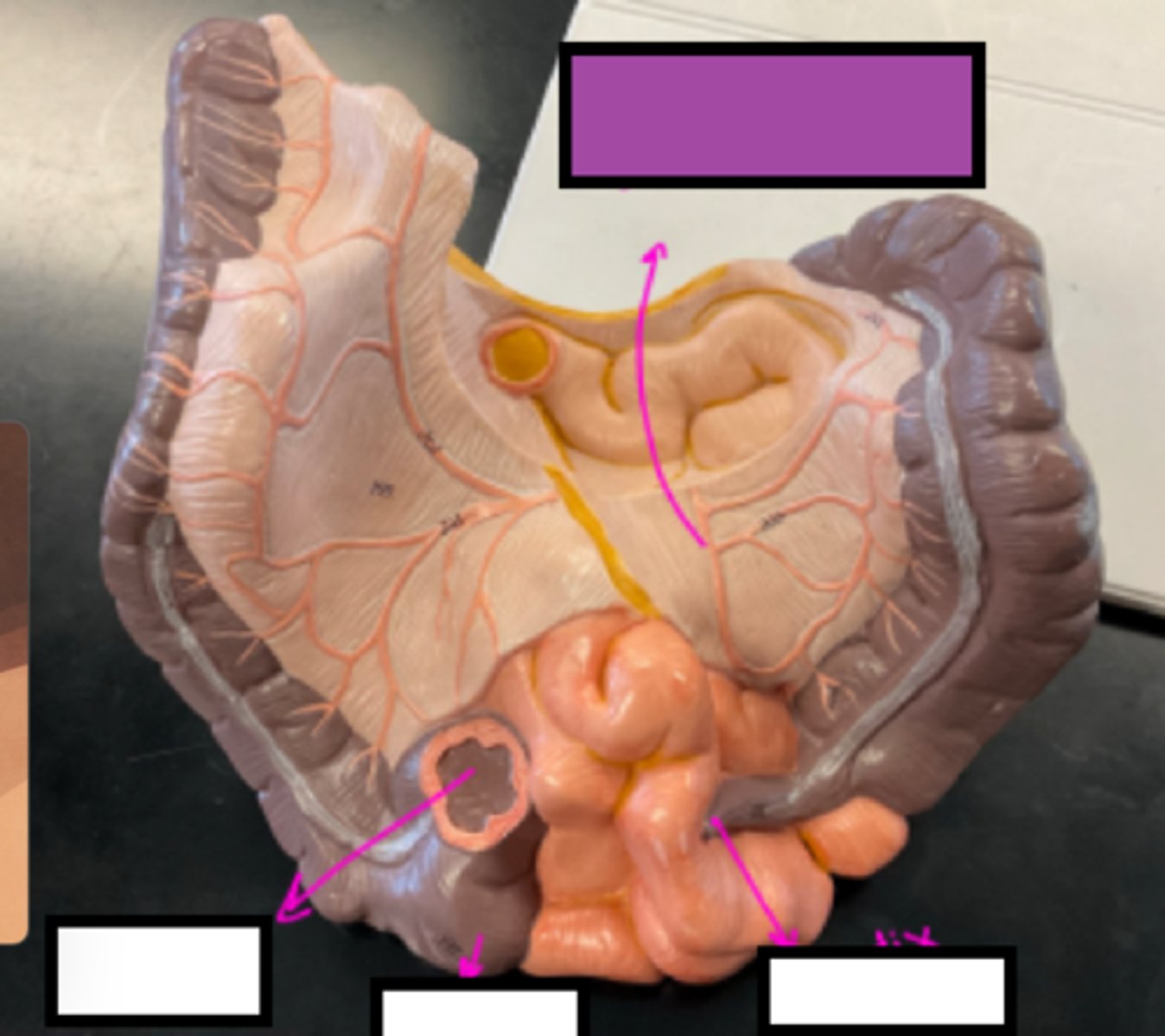 knowt flashcard image