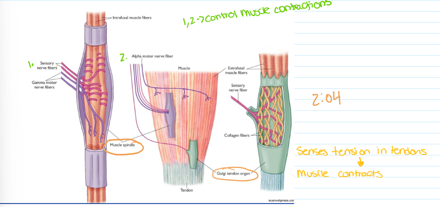 <p>stretch and tendon reflex </p>