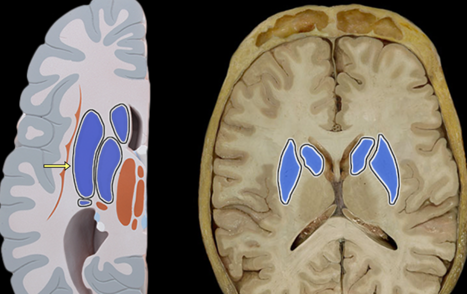 <p>Basal ganglia</p>