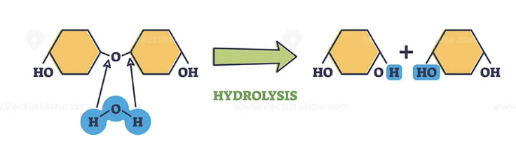 <p>A process that separates monomers by adding water </p>