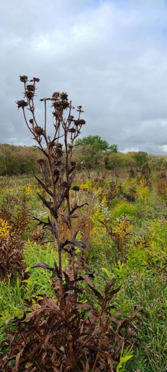 <ul><li><p>simple</p></li><li><p>toothed</p></li><li><p>lobed</p></li><li><p>alternate</p></li></ul><p></p>