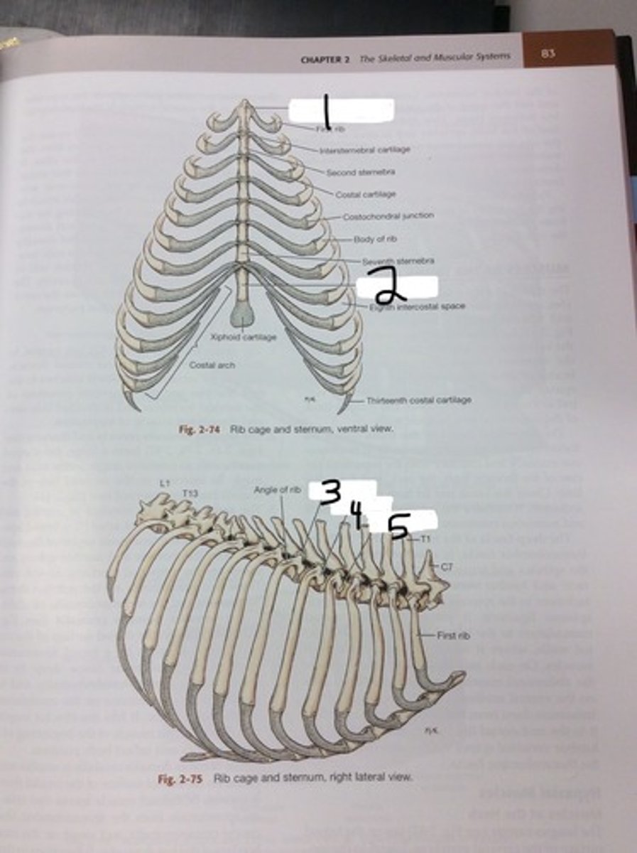 <p>last sternebrae, cartilage extends off caudal end, palpable</p>