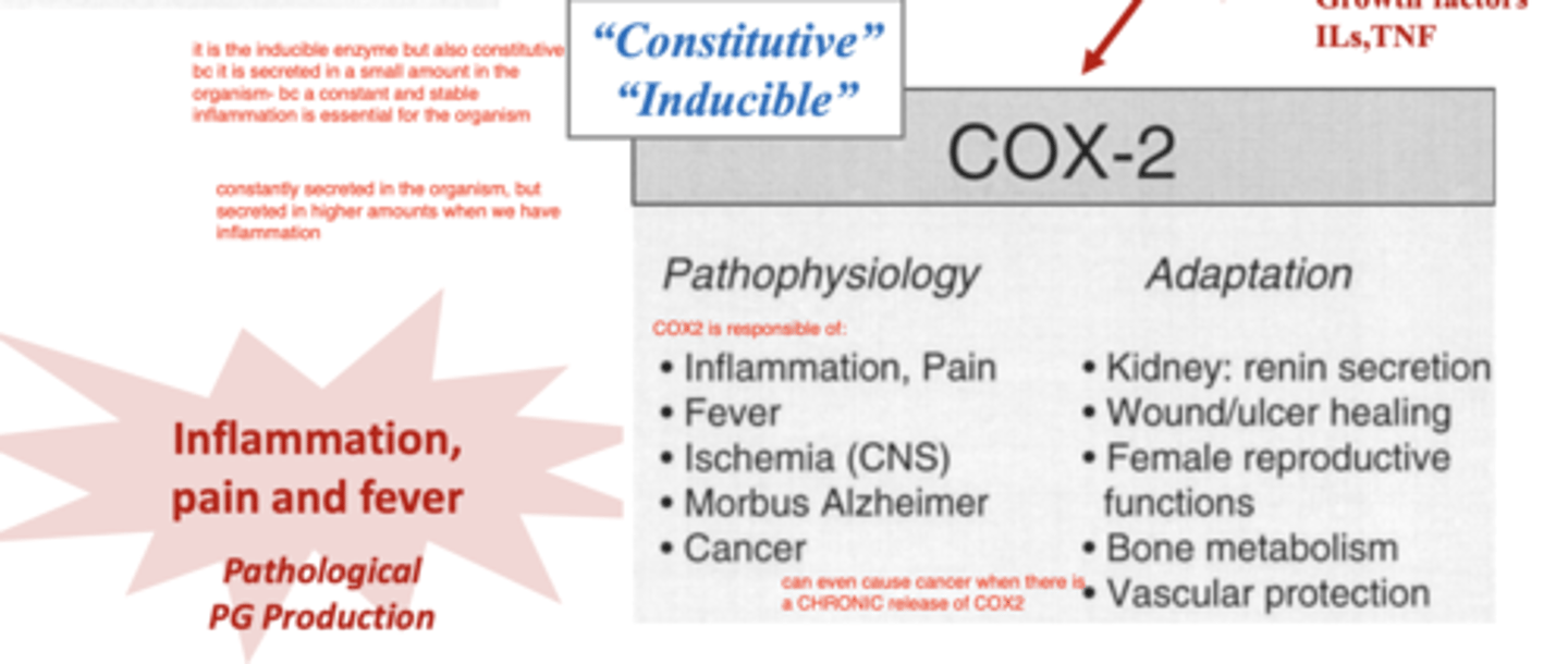 <p>an inducible enzyme, that is released in response to inflammatory stimuli into the site of inflammation.</p><p>it converts arachidonic acid into prostaglandins, and causes inflammation, pain, fever, ischemia (CNS), Alzheimer Morbus, and even cancer.</p>