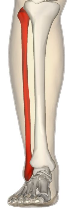 <p>Smaller of the two bones in the lower leg, supports the tibia.</p>