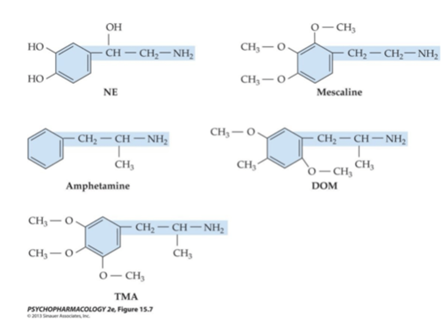 <p>Mescaline:</p><p>structurally similar to NE and AMPH</p>