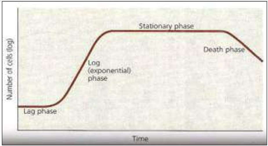 <p>Bacterial Growth Curve</p>
