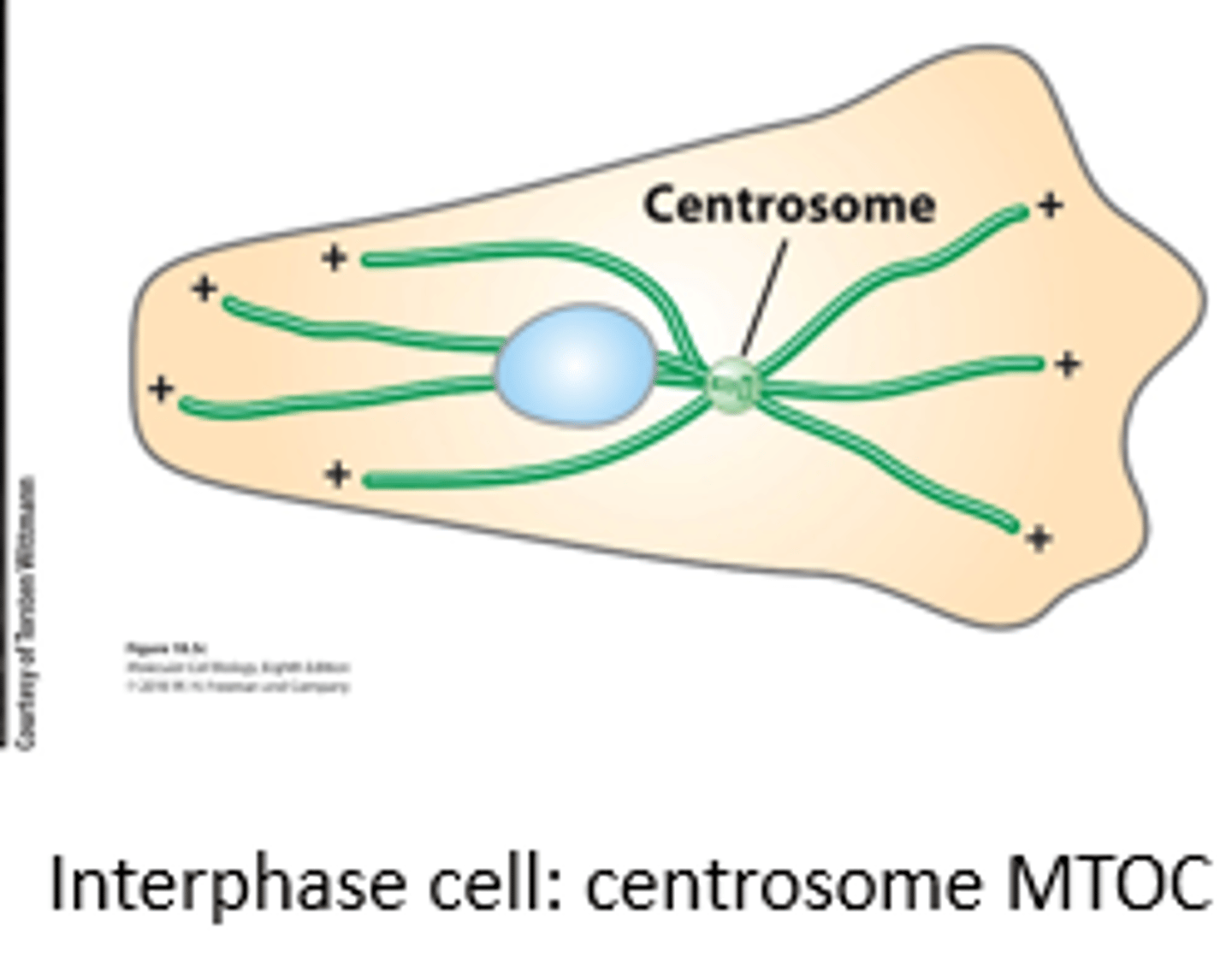 <p>microtubule, Interphase cell: _______________ MTOC</p>