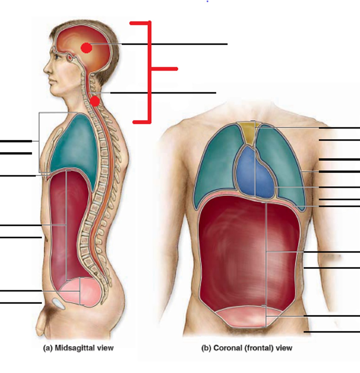 <p>cranial cavity and vertebral canal</p>