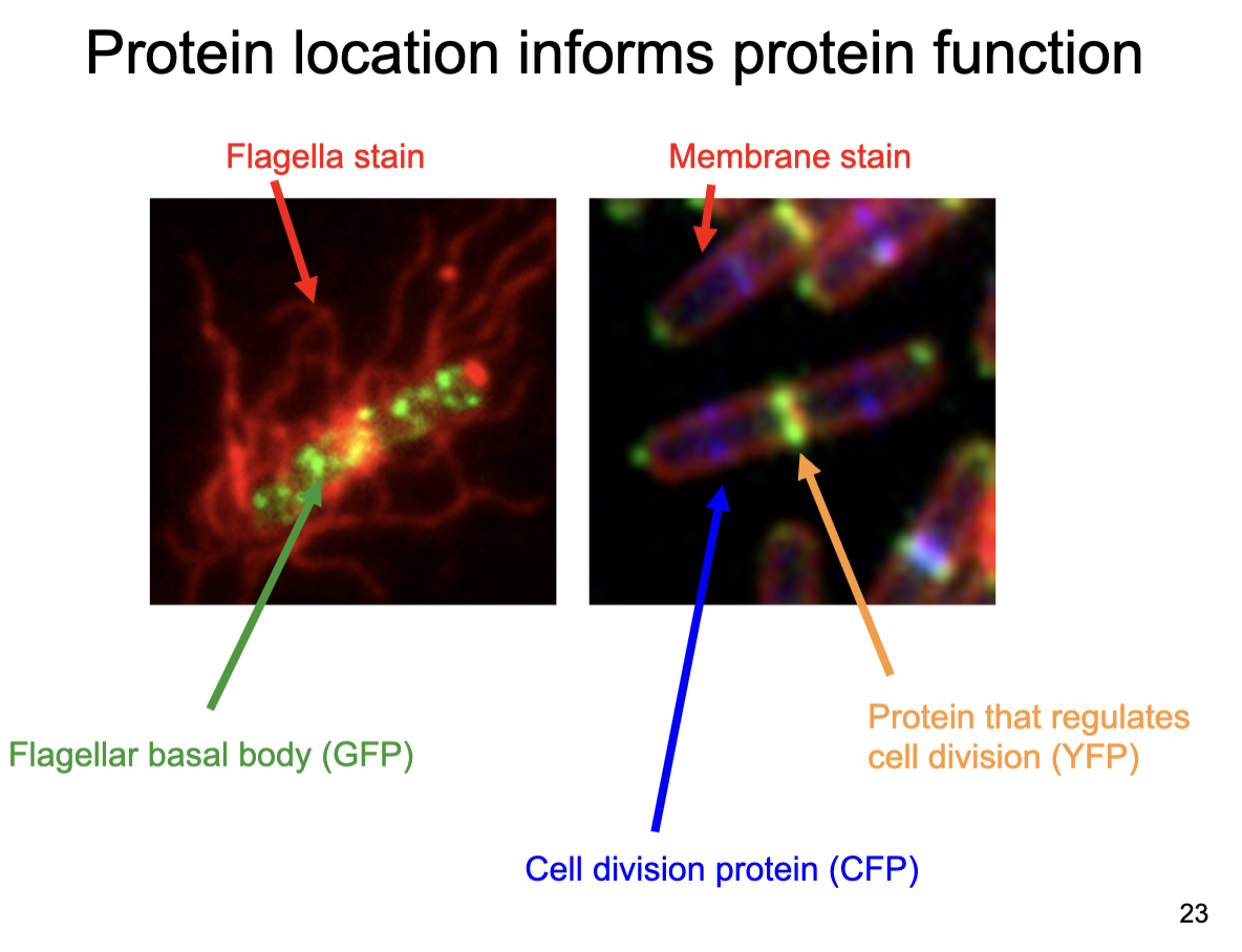 <p><span><span>Why does protein localization help predict function?</span></span></p>