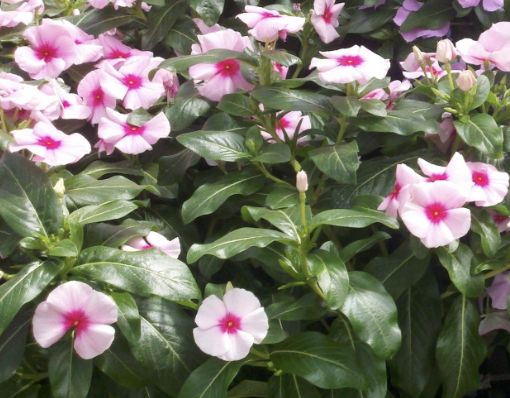<p>Name This Flower</p>
