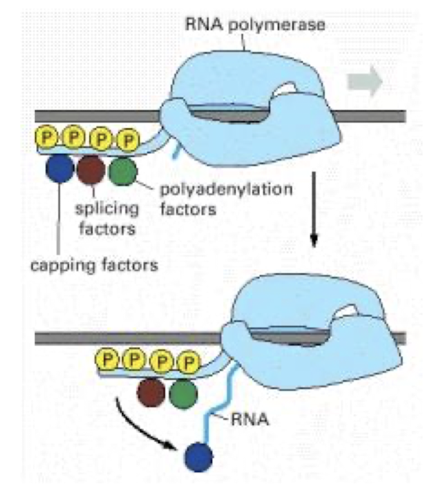 <p><strong>Carries pre-mRNA-processing proteins on its tail </strong><span style="color: green;"><strong>e.g. capping + splicing factors</strong></span><strong>, </strong>which are transferred to the new RNA at the appropriate time</p>