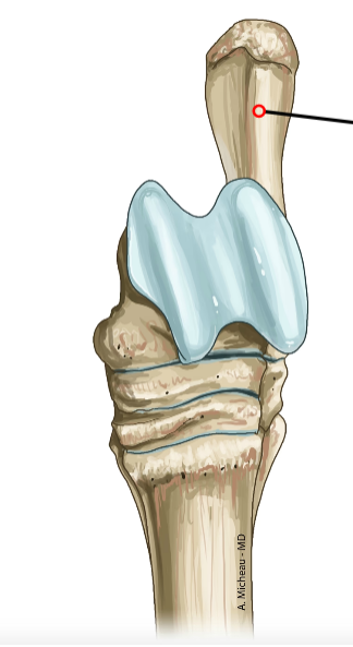 <p>Largest tarsal bone; forms hock point caudally.</p>