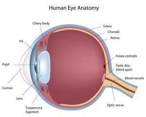 <p><strong>Cornea: </strong>Refracts the light onto the retina.</p><p><strong>Iris: </strong>Controls how much light enters the eye.</p><p><strong>Pupil: </strong>Allows light through the eye. </p><p><strong>Lens: </strong>Focuses the light onto the retina.</p><p><strong>Retina: </strong>Converts light to electrical signals which are transmitted to the brain.</p><p><strong>Optic nerve: </strong>Carries impulses from the eye to the brain. </p><p><strong>Ciliary muscles: </strong><span>Adjusts the shape of the lens so that the refraction of light increase or decreases. </span></p><p><span><strong>Suspensory ligaments: </strong>Slackens or stretches as the ciliary muscles contract or relax, to adjust the thickness of the lens.</span></p>