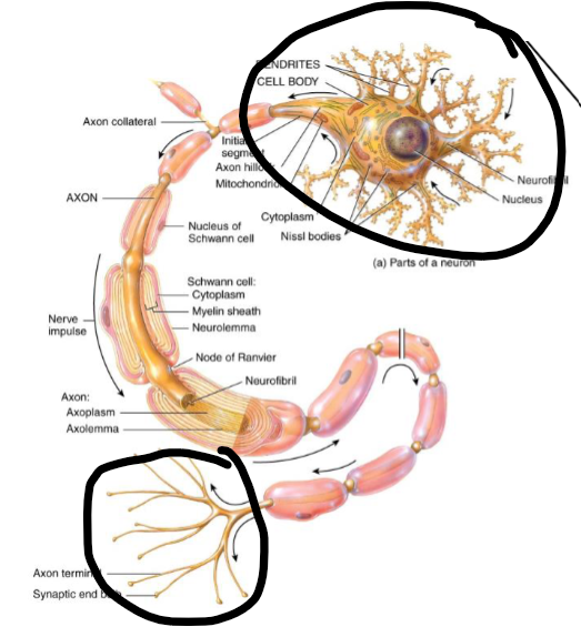 <p>Circled = grey matter</p><p>The rest = white matter</p>