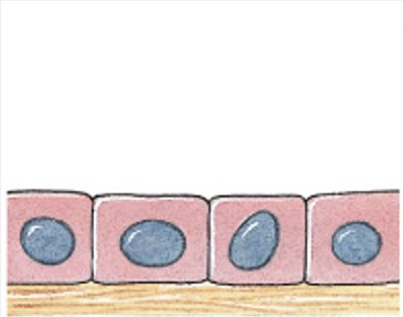 <p>Which classes of epithelium is:</p><ul><li><p>Single layer.</p></li><li><p>Cube-shaped (excretion, secretion, absorption).</p></li><li><p><em>Ovaries, kidney tubules</em>.</p></li></ul><p></p>
