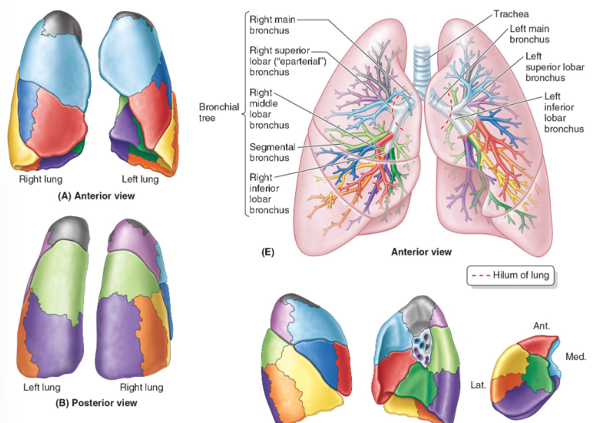 <p><span>Each tertiary bronchus supplies a different&nbsp;</span><strong>bronchopulmonary segment</strong><span> of the lung.</span></p>