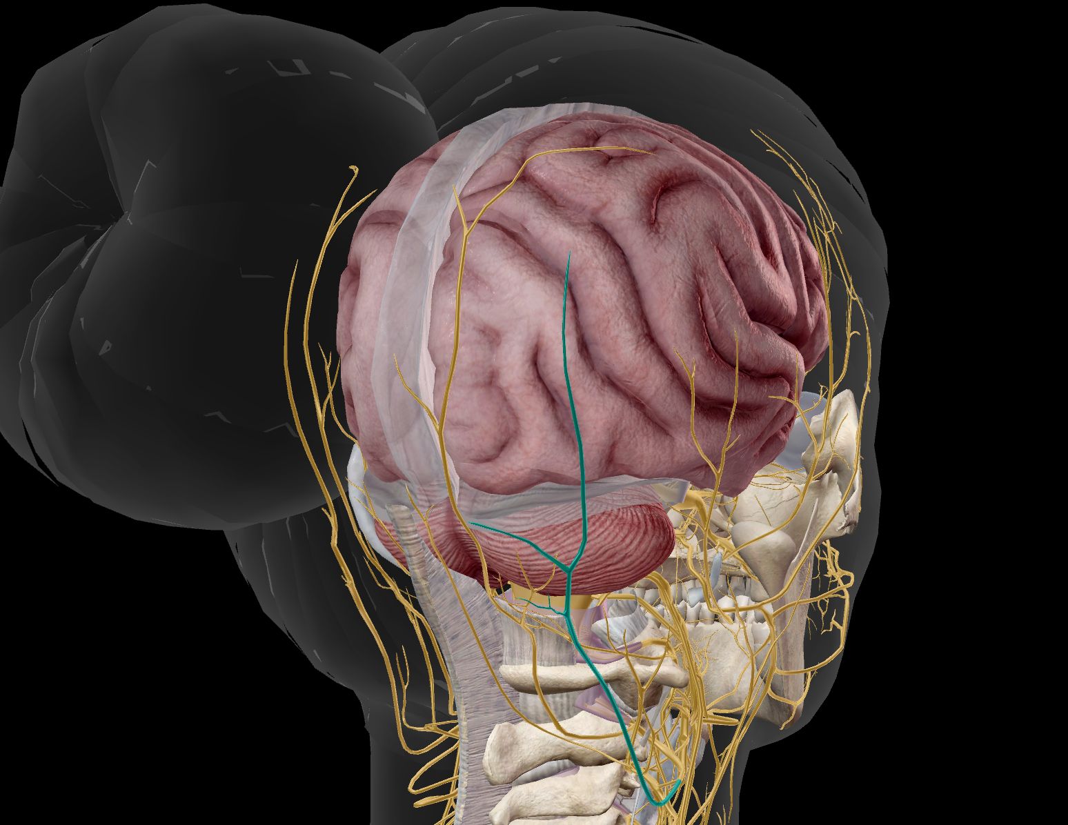 <p>sensitif au niveau supérieur de la nuque et derrière l’oreille</p>