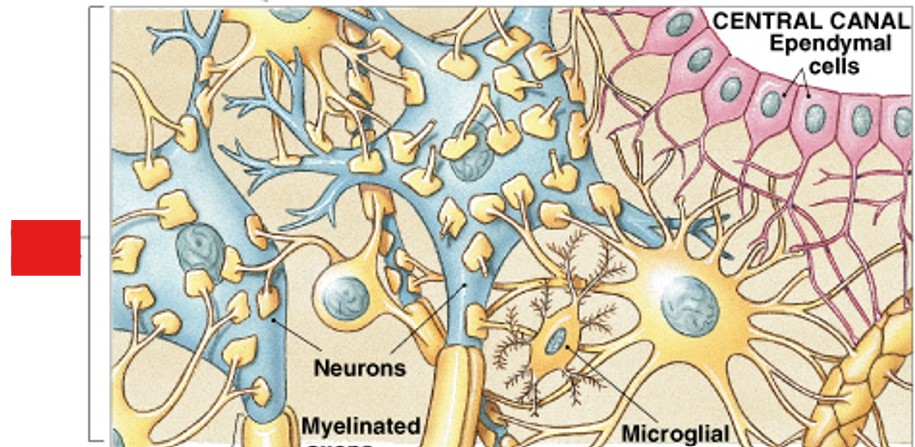<p>What part of the unmyelinated:</p><ul><li><p>Appears gray due to cell bodies, dendrites, &amp; unmyelinated axons</p></li></ul><p></p>