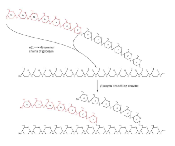 <ul><li><p><span style="color: rgb(0, 0, 0);">Catalyzed by <strong>glycogen branching enzyme</strong></span></p><ul><li><p><span style="color: rgb(0, 0, 0);">A. Cleaves a terminal heptaglucosyl segment off nonreducing end of a glycogen chain that is at least 11 glucosyl residues long</span></p></li><li><p><span style="color: rgb(0, 0, 0);">B. Attaches heptaglucosyl segment to an internal glucosyl residue of a glycogen chain via alpha(1→6) glycosidic bond</span></p><ul><li><p><span style="color: rgb(0, 0, 0);">1. New branch must be at least 4 glucosyl residues away from other branches</span></p><ul><li><p><span style="color: rgb(0, 0, 0);">i. Glycogen synthase can extend length of these branches </span></p><p><br></p></li></ul></li></ul></li></ul></li></ul><p></p>