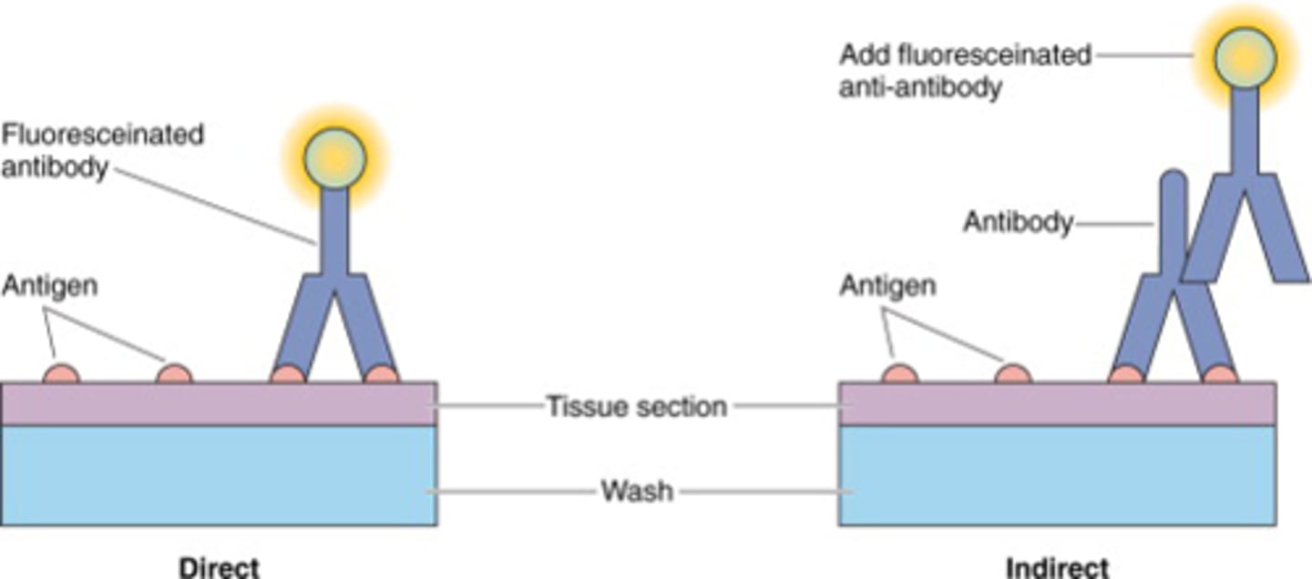 <p>Antibody that carries a 'reporter conjugate' such as a fluorescent or radioactive tag that recognizes the Fc region of a primary antibody. (modular system)</p>