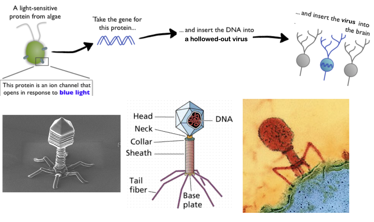<p>→ using viruses to deliver expressive DNA into neurons</p><ol><li><p>Modified viruses (replication-deficient viruses filled with foreign DNA) are injected into the brain. Surrounding cellular components become infected. </p></li><li><p>When viral DNA accesses the nucleus of a cell, that cell will start to transcribe the viral DNA to make its associated proteins.</p></li></ol><p></p>