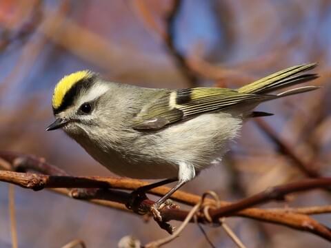 <p>Regulidae </p>