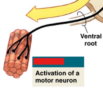 <p>Which step of a neural reflex is:</p><ul><li><p>Activation of motor neuron</p></li><li><p>Action potential</p></li></ul><p></p>