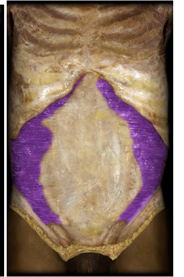 <p>Under the rectus and obliques, fibers run transversely. doens’t move torso but can compress the abdominal area in forced exileration</p>