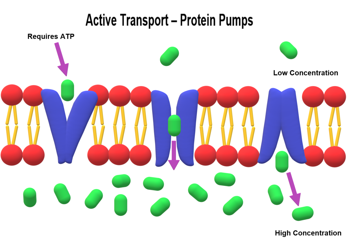 <p>Active transport of materials</p>