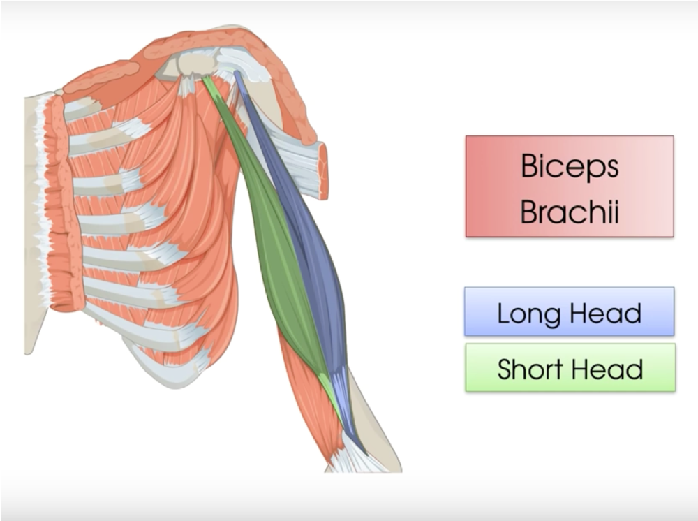 <p>M. Biceps brachii</p>
