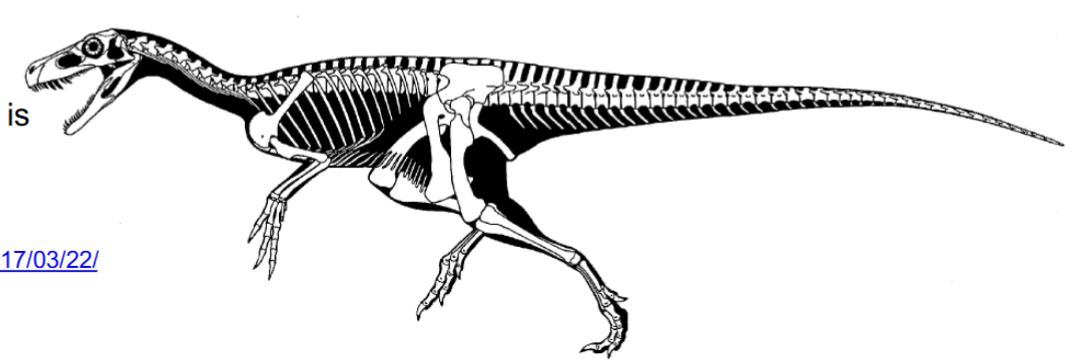 <p><span style="background-color: transparent;"><span>Among the oldest dinosaurs known from relatively complete material; small (2-3 m long) and bipedal</span></span></p><p><span style="background-color: transparent;"><span>uncertain if its a theropod or an early relative of sauropodomorphs</span></span></p>