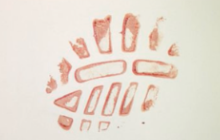 <p>Bloodstain created when a bloody object touches another surface</p>