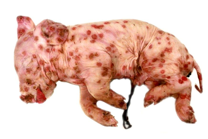 <p>Mostly affects piglets &lt; 4 months. Macules, papules, vesicles, pustules, crusts on the ventral abdomen, inside legs, inguinal areas, non-pruritic lesions</p>