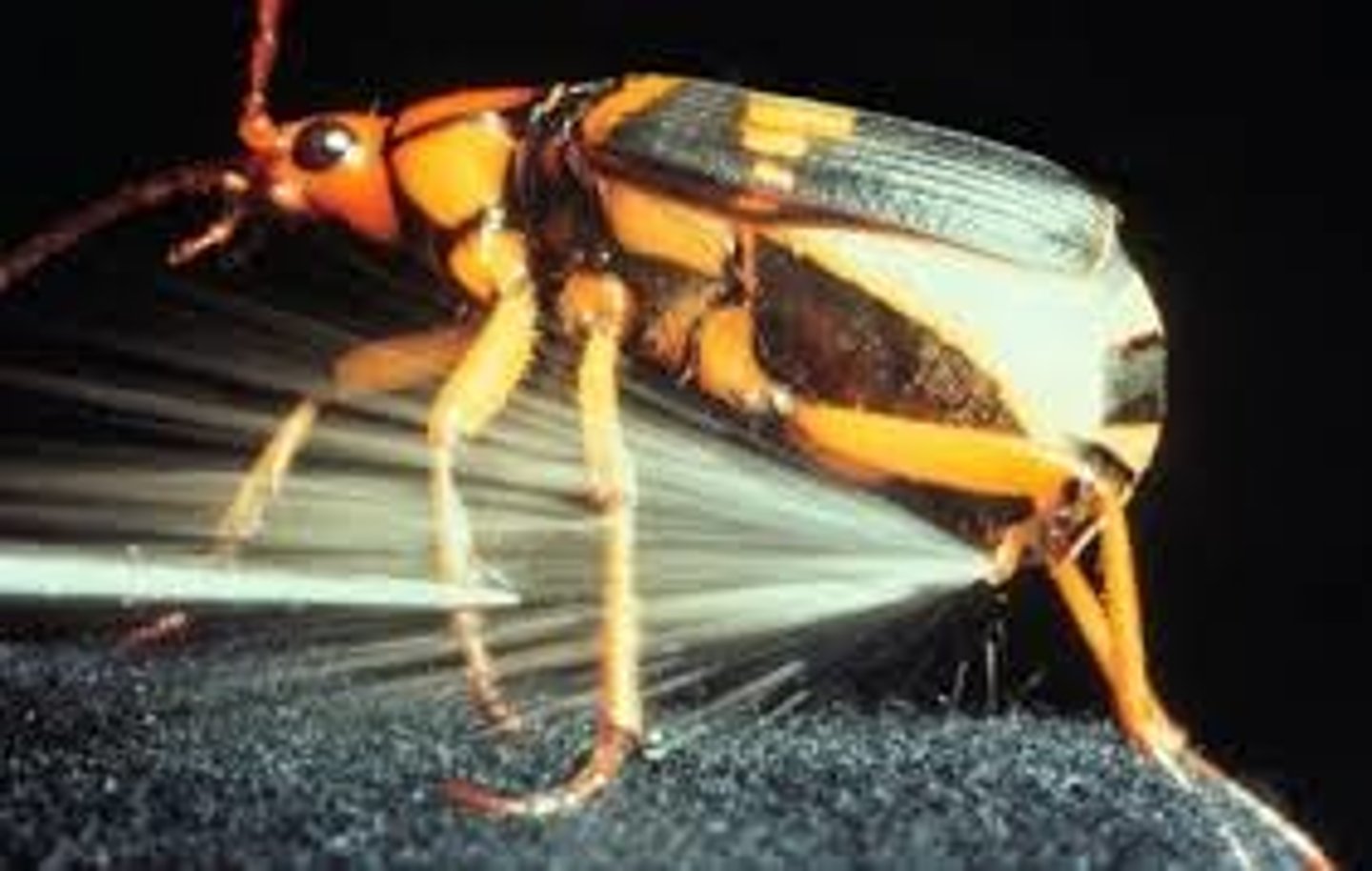 <p>Family Carabidae / ground beetle</p><p>chemical weapon gas against predator</p>