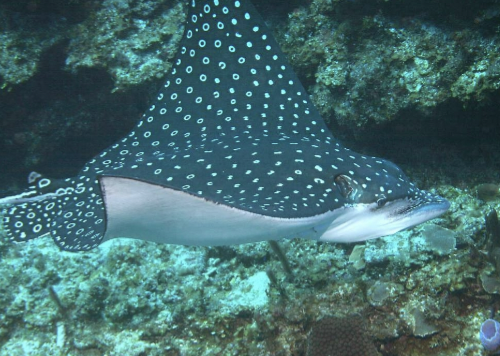 <p>It’s a spotted eagle ray!</p><ul><li><p>Head distinct from body, tail very long and whiplike, spots can be white, yellow, or blue</p></li><li><p>Habitat: coastal surface waters</p></li><li><p>Behavior: solitary, forms schools only for spawning or migrating, when pursued make spectacular leaps into the air</p></li><li><p>Diet: mollusks, crustaceans</p></li><li><p>Reproduction: ovoviviparous</p></li><li><p>IUCN status: Endangered</p></li></ul><p></p>