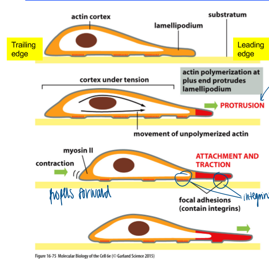<ol><li><p><strong>membrane extension:</strong> enhanced actin mesh formation at the leading edge of the cell (protrusion) </p></li><li><p><strong>formation of new attachment:</strong> dynamic attachment of cells to the substratum via focal adhesions (attachment) </p></li><li><p><strong>cell body translocation: </strong>myosin-dependent constration at the trailing edge (traction) </p></li><li><p><strong>breaking cell attachment;</strong> recycling of the membrane and attachment machinery</p></li></ol><p></p>