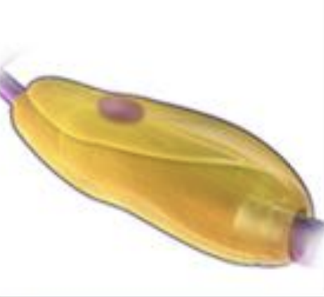 <p>PNS glia that forms myelin in the peripheral nervous system (PNS) and assist with neuron regeneration after injury.</p>