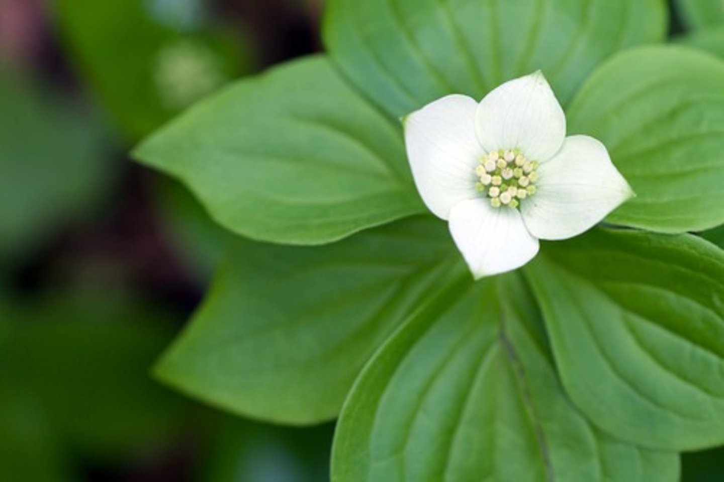 <p>Groundcover with Seasons</p><p>- A member of the dogwood family that grows low to the ground, often forming lush mats on the forest floor.</p><p>- White flowers in mid-May followed by red berries in summer.</p><p>Fun fact: the showy white “petals” are actually bracts—modified leaves that surround a cluster of tiny true flowers in the center.</p><p>Bracts are modified leaves that often look like petals and help attract pollinators, but they aren't part of the flower itself.</p><p>Wildlife Connection</p><p>- Berries are eaten by birds and bears (helps with seed dispersal)</p><p>Provides ground-level cover for insects and amphibians</p><p>Some Indigenous groups ate the berries thought they’re mealy and not highly sought after.</p>